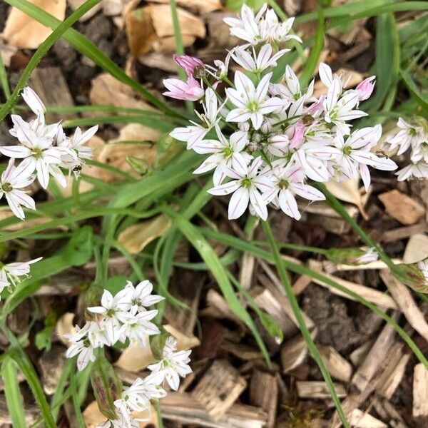 Allium trifoliatum Blomma