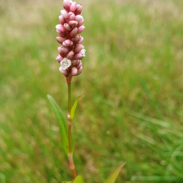 Persicaria maculosa 花