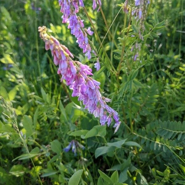 Hedysarum hedysaroides Fiore