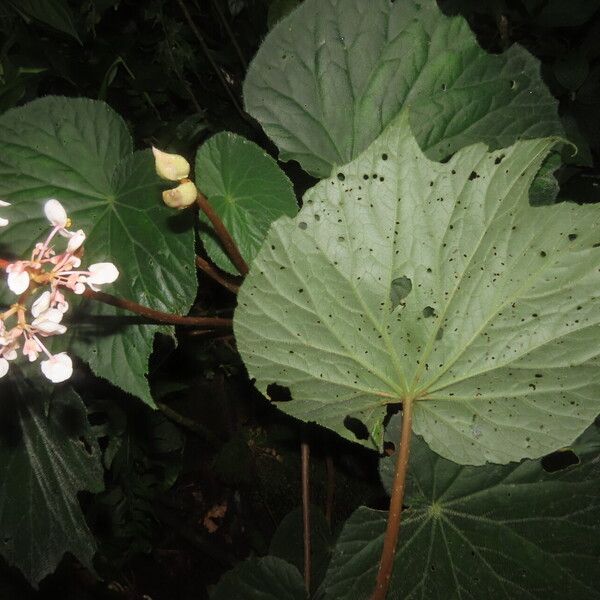 Begonia broussonetiifolia Yaprak