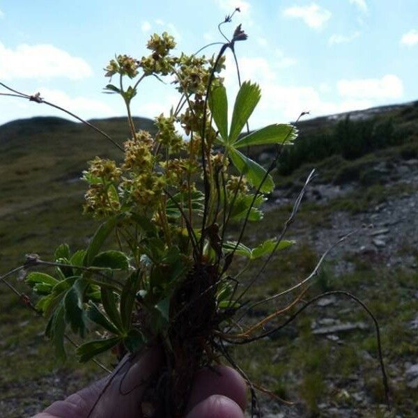 Alchemilla subsericea Other