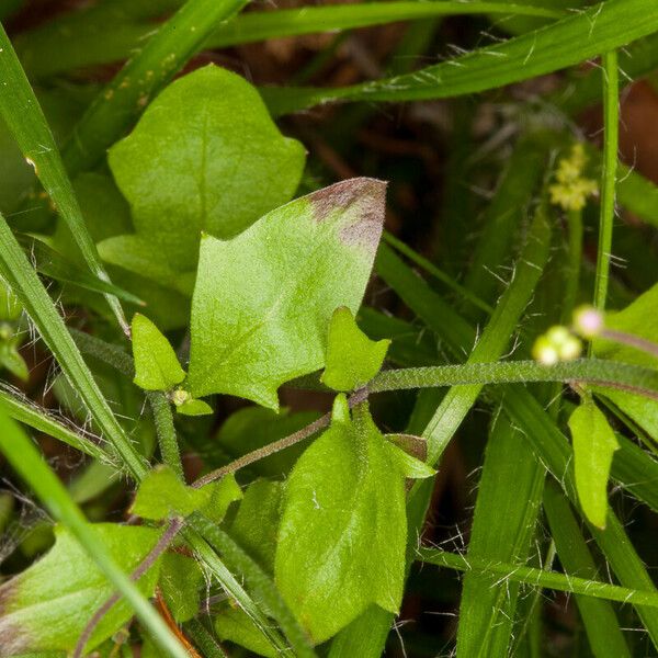 Arabidopsis halleri 葉