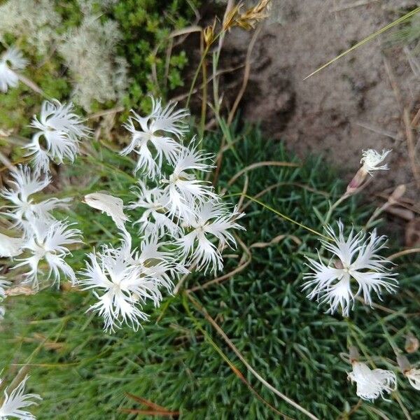 Dianthus arenarius Flower