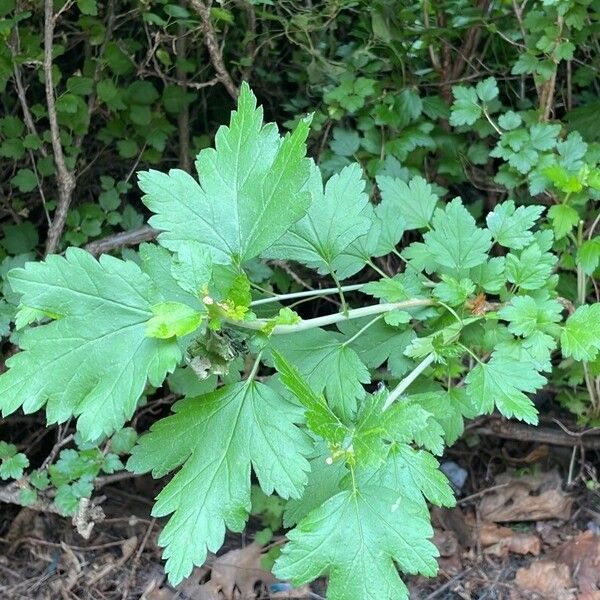 Ribes alpinum 葉