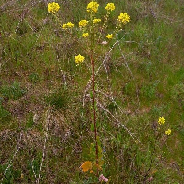 Rhamphospermum nigrum Habit