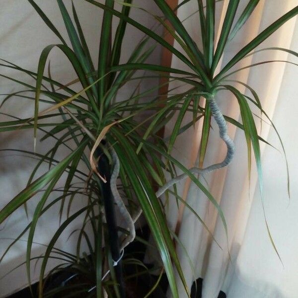 Dracaena reflexa Habitatea