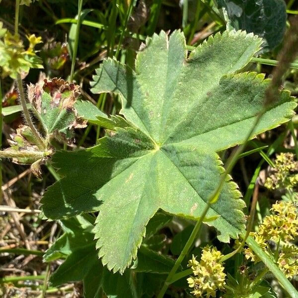 Alchemilla monticola 葉