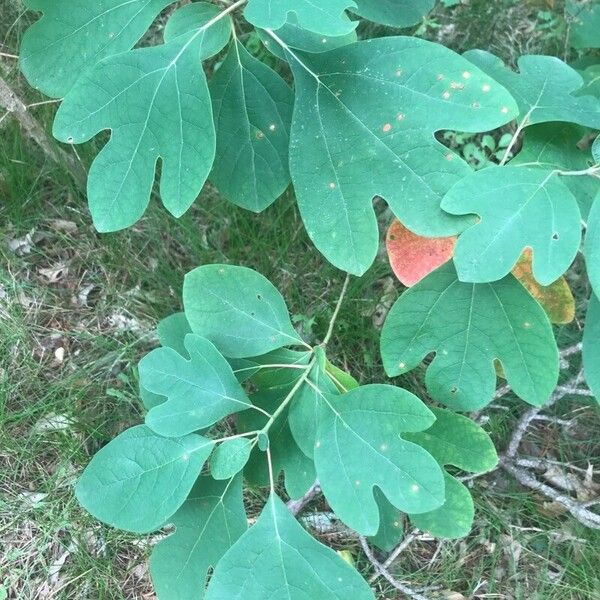 Sassafras albidum पत्ता