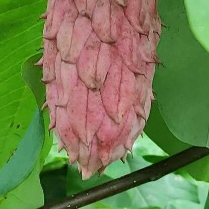 Magnolia tripetala Frukto