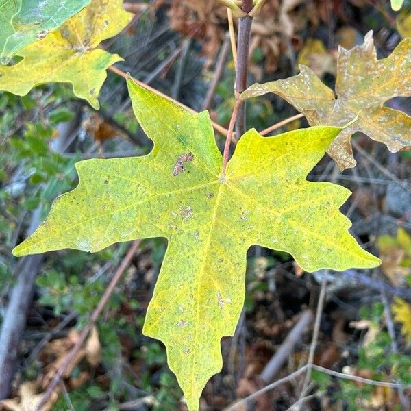 Acer macrophyllum 叶