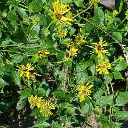 Rudbeckia subtomentosa Floare