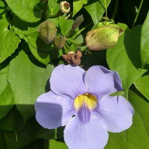 Thunbergia laurifolia Flower