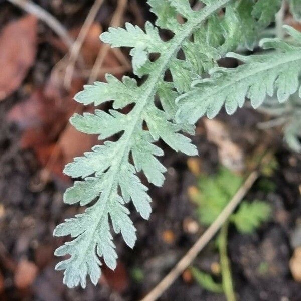 Achillea ageratum Blatt