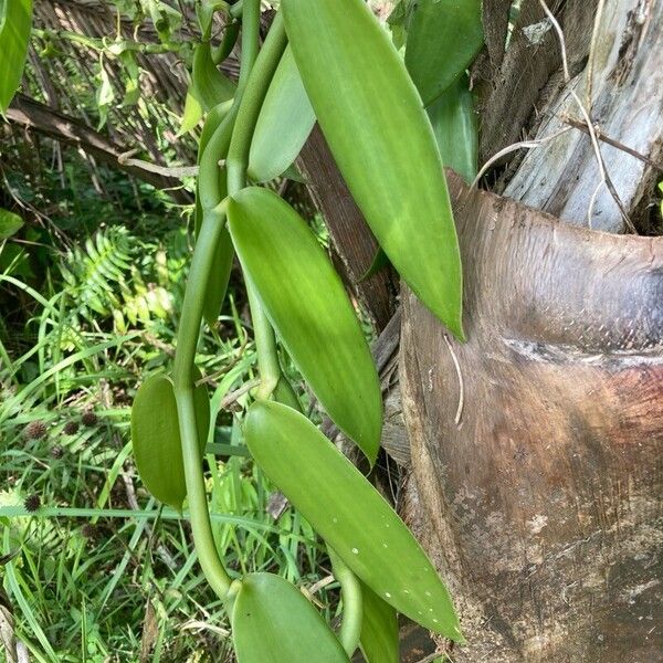 Vanilla palmarum Levél