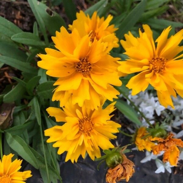 Coreopsis grandiflora Blomma