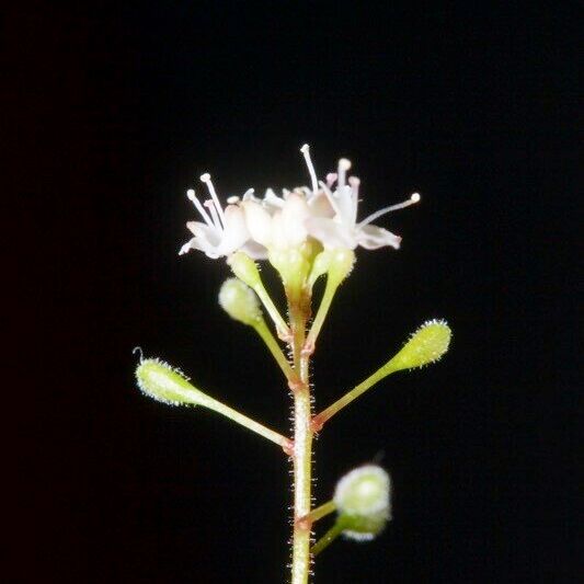 Circaea alpina Outro