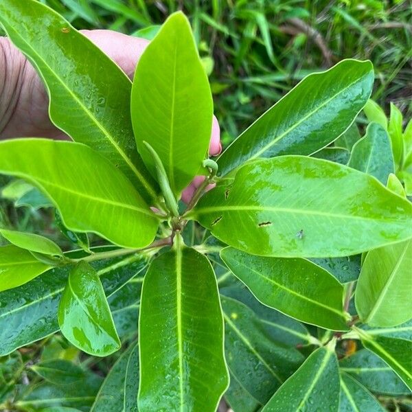 Myrsine guianensis Leht