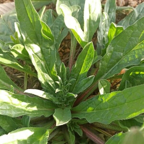 Echium plantagineum Leaf