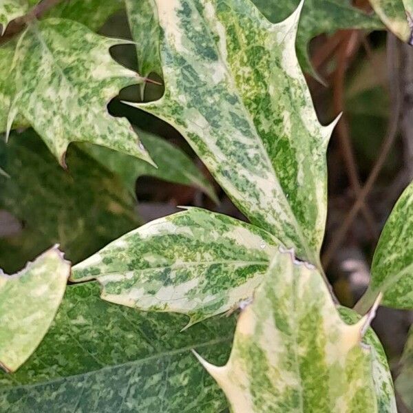 Osmanthus heterophyllus Foglia