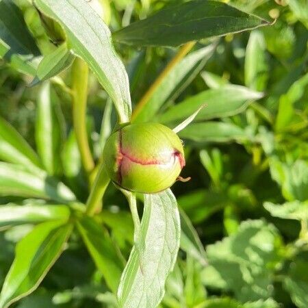 Paeonia officinalis Flower