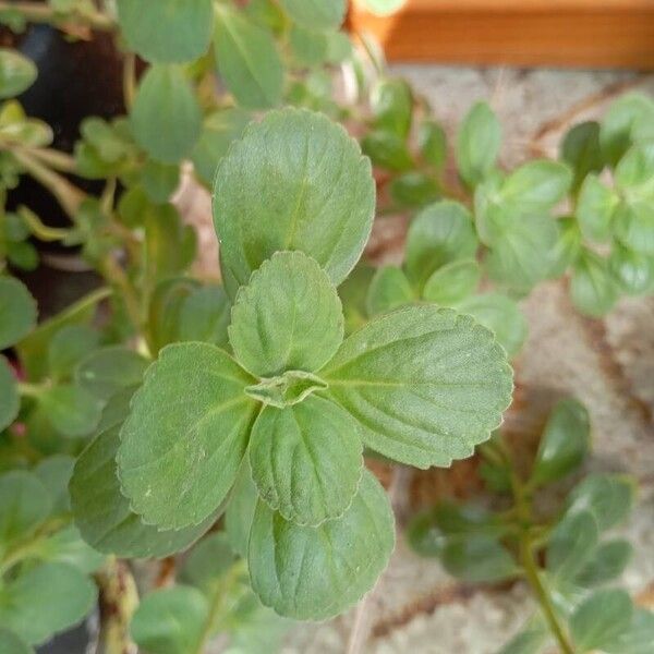 Coleus caninus Foglia