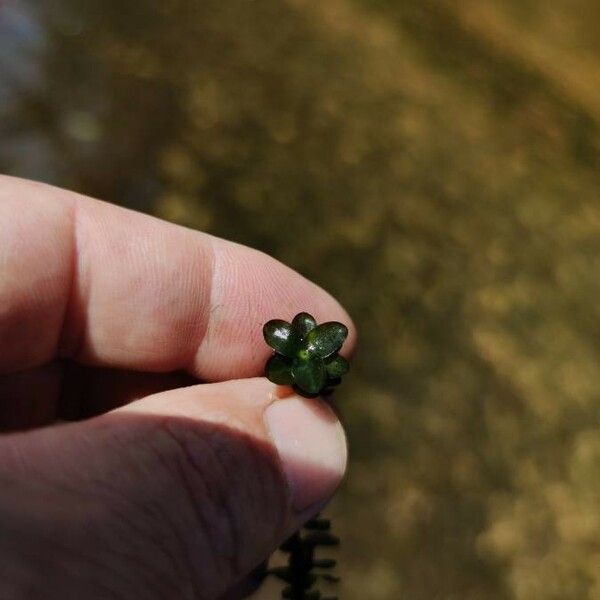 Elodea canadensis Leaf