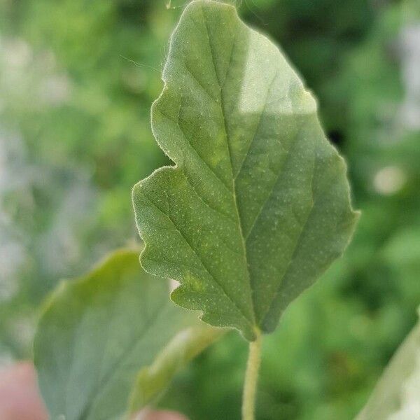 Chrozophora tinctoria पत्ता