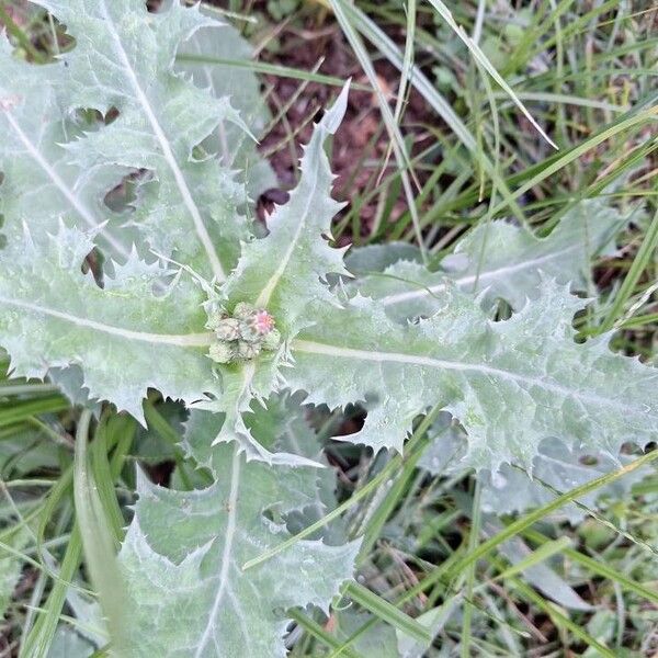 Sonchus asper Leaf