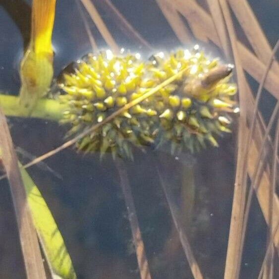 Sparganium angustifolium Fruit