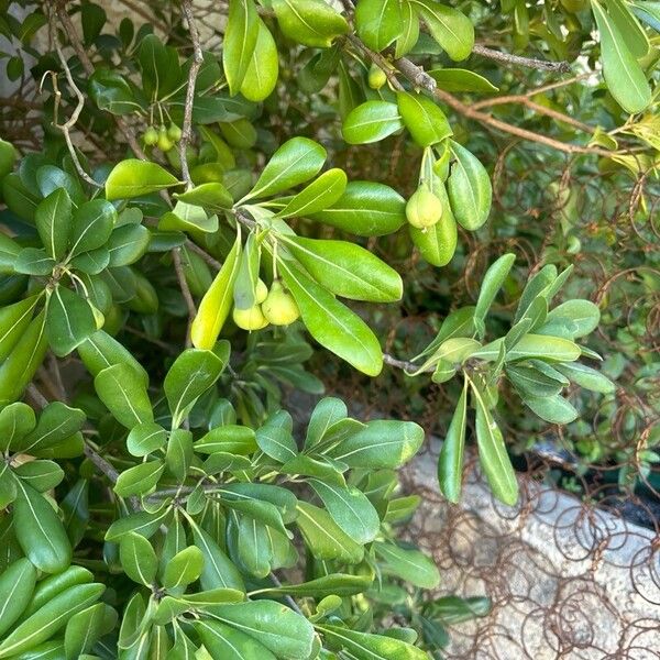 Pittosporum heterophyllum Frukto