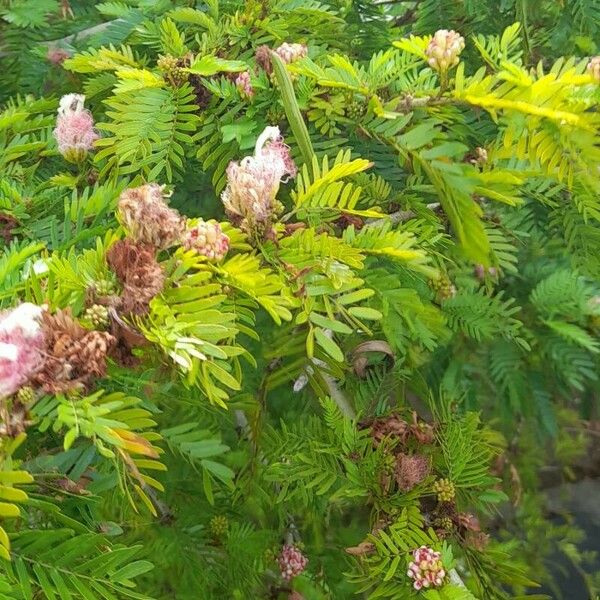 Calliandra surinamensis आदत