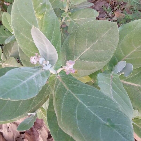 Calotropis gigantea List