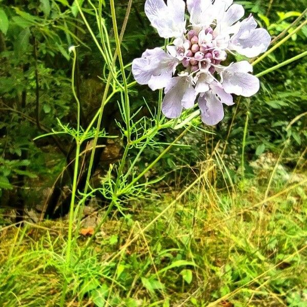 Scabiosa triandra Flower