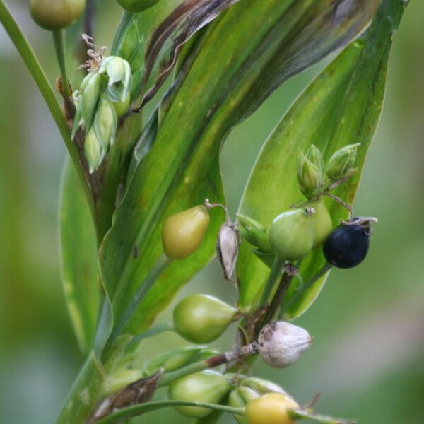 Coix lacryma-jobi Fruit