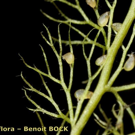 Utricularia minor ᱡᱚ