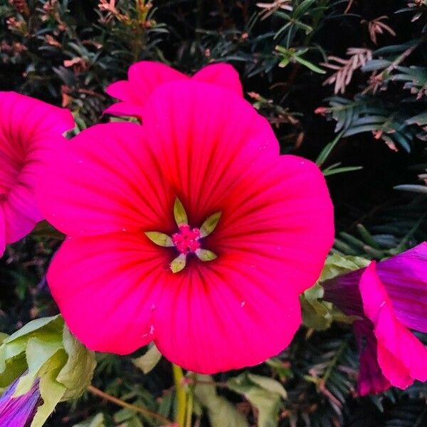 Malope trifida Flower