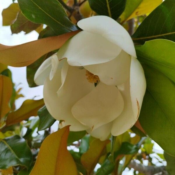 Magnolia virginiana Fruct