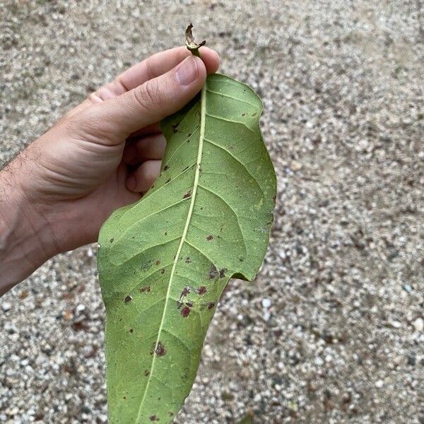 Coccoloba diversifolia Листок