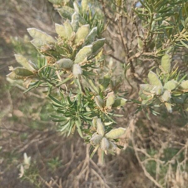 Genista linifolia Frutto