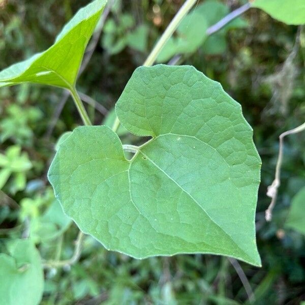 Mikania cordifolia Φύλλο