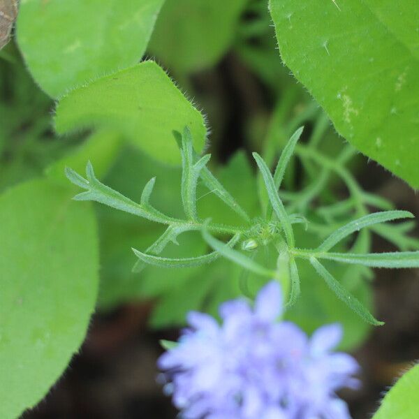 Gilia capitata 葉