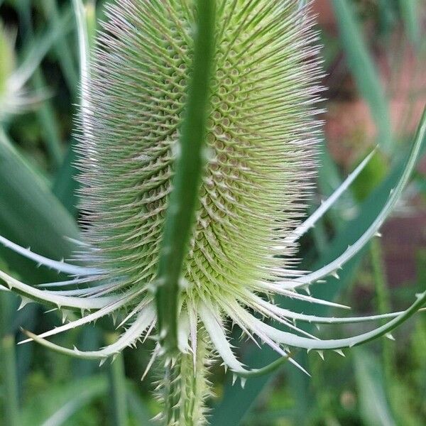 Dipsacus fullonum Blomst