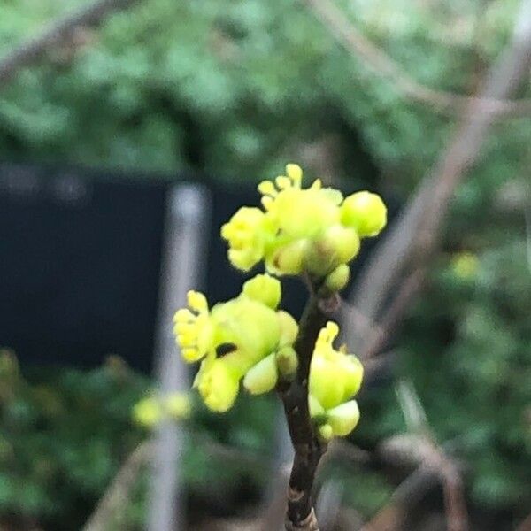 Lindera benzoin Fiore