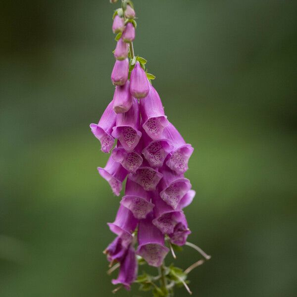 Digitalis purpurea Кветка