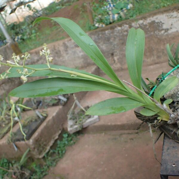 Polystachya odorata Habitus