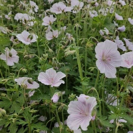 Geranium maculatum Yeri