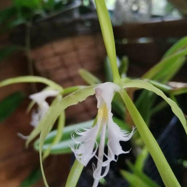 Epidendrum ciliare പുഷ്പം