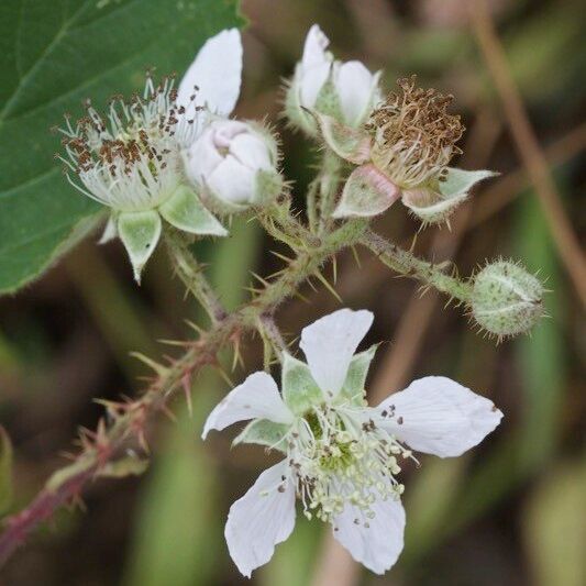 Rubus silvaticus Drugo