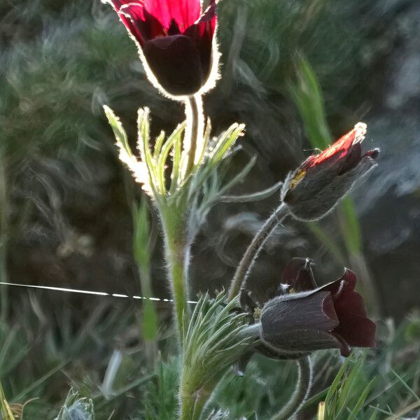 Anemone rubra Цветок