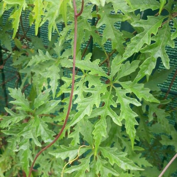 Merremia dissecta Leaf